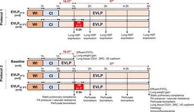 Transient heat stress protects from severe endothelial damage and dysfunction during prolonged experimental ex-vivo lung perfusion